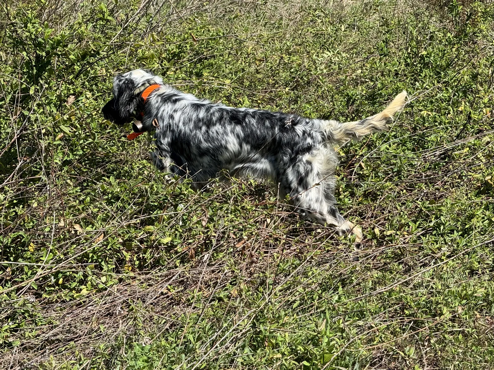 Bessie, a blue belton setter, on point in the field