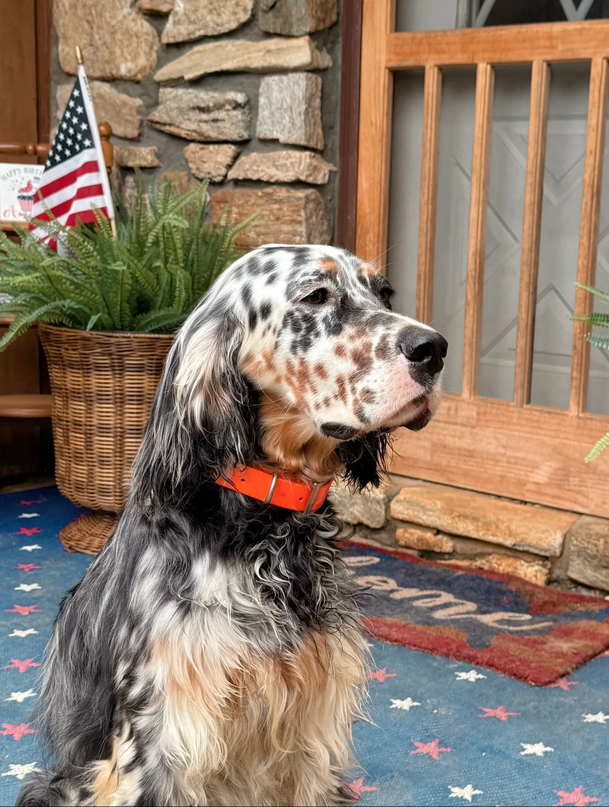 Bliss, a tricolor setter