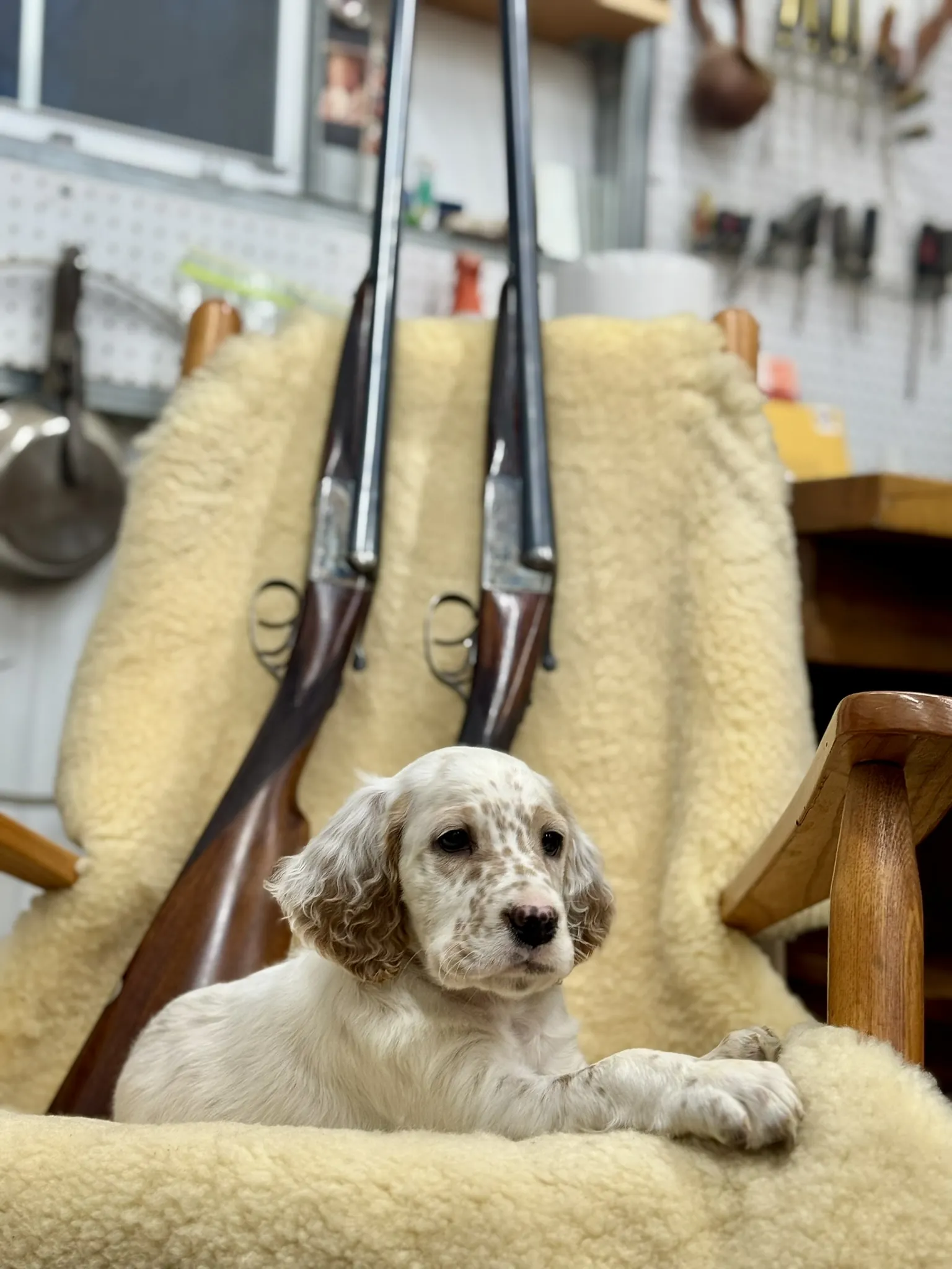 Boss as a puppy with a pair of shotguns