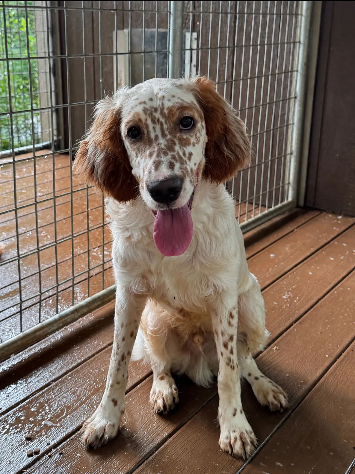Boss, an orange belton setter, sitting