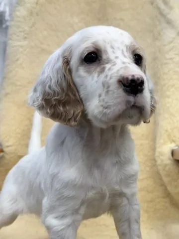 Boss, a lemon belton setter