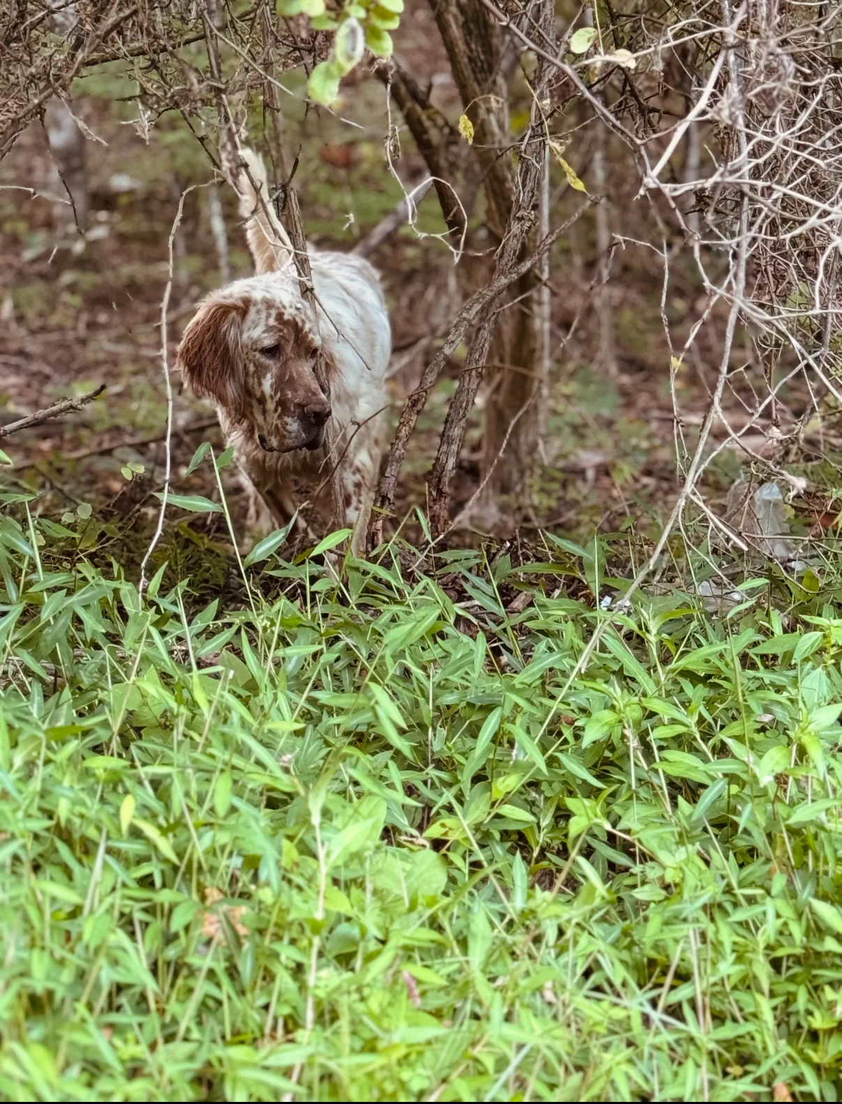 Buster, an orange belton setter