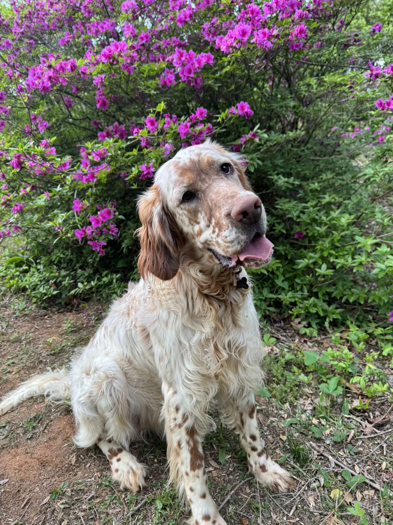 Buster in the azaleas