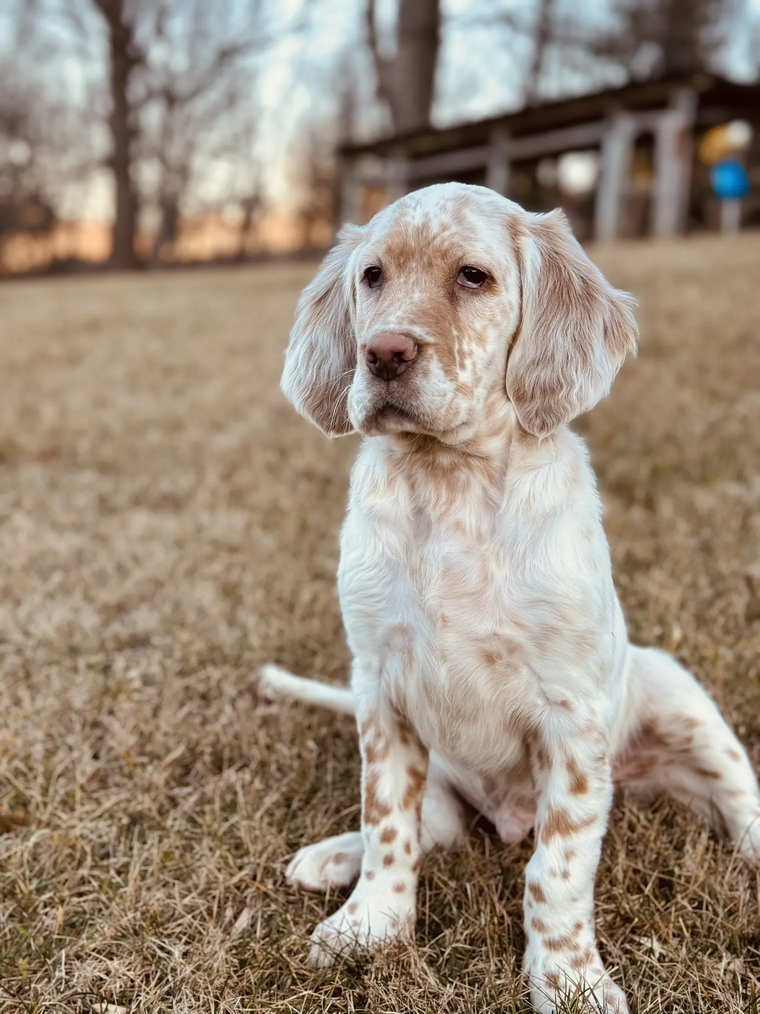 Buster as a puppy