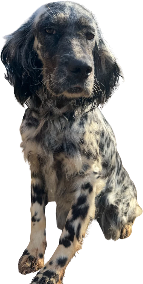 Bessie, a blue belton setter, full body