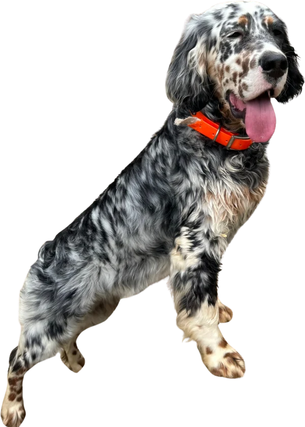 Bliss, a tricolor setter, full body