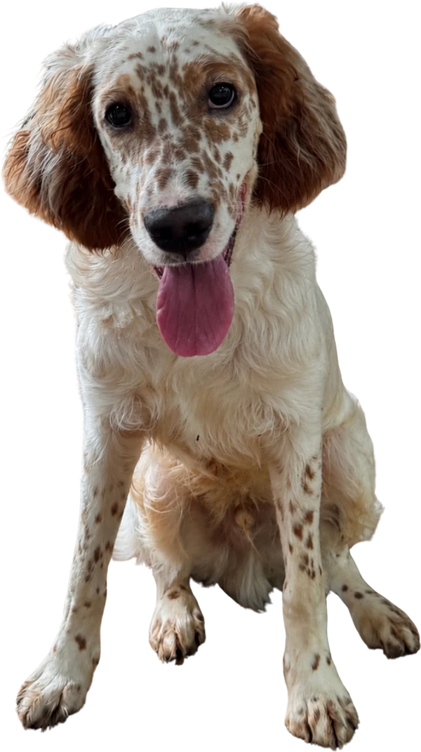 Boss, a lemon belton setter, full body