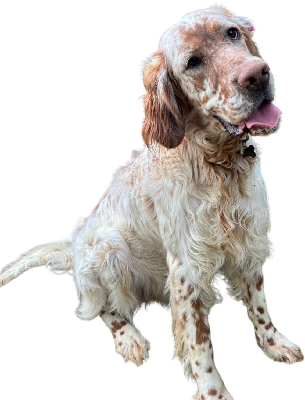 Buster, an orange belton setter, full body