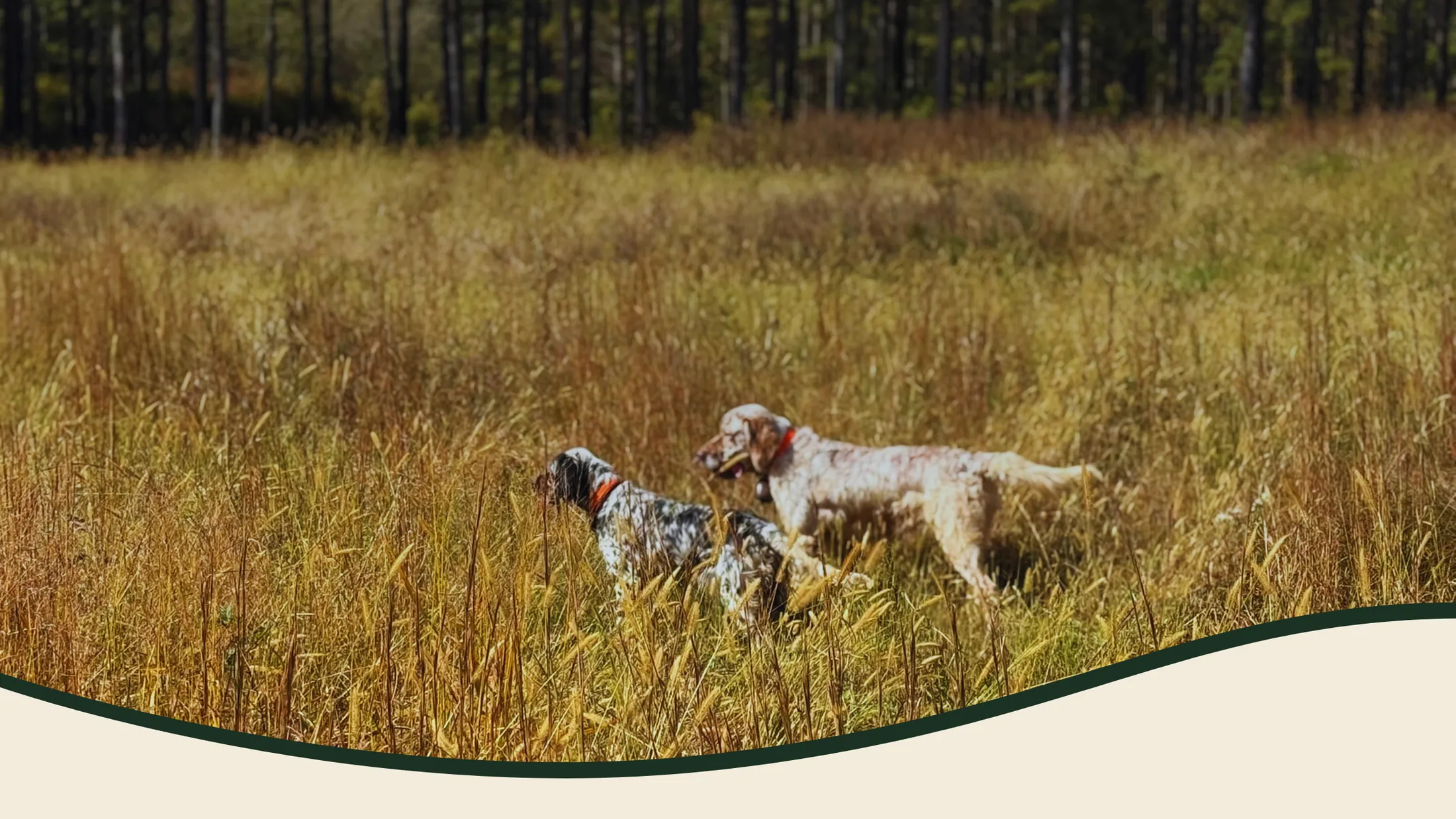 Two English setters working a broomsedge field with a pine treeline behind them