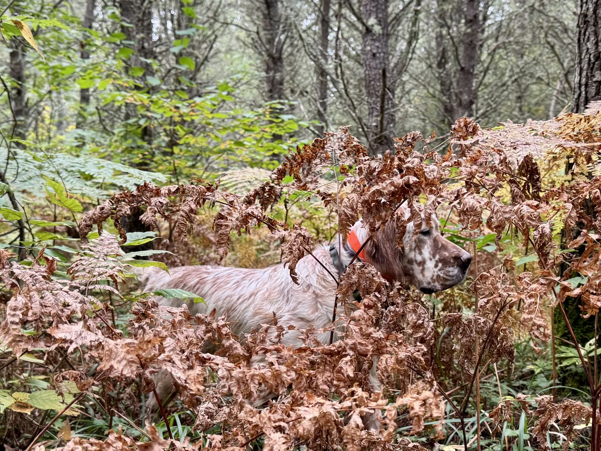 A setter working through the ferns in the fall woods