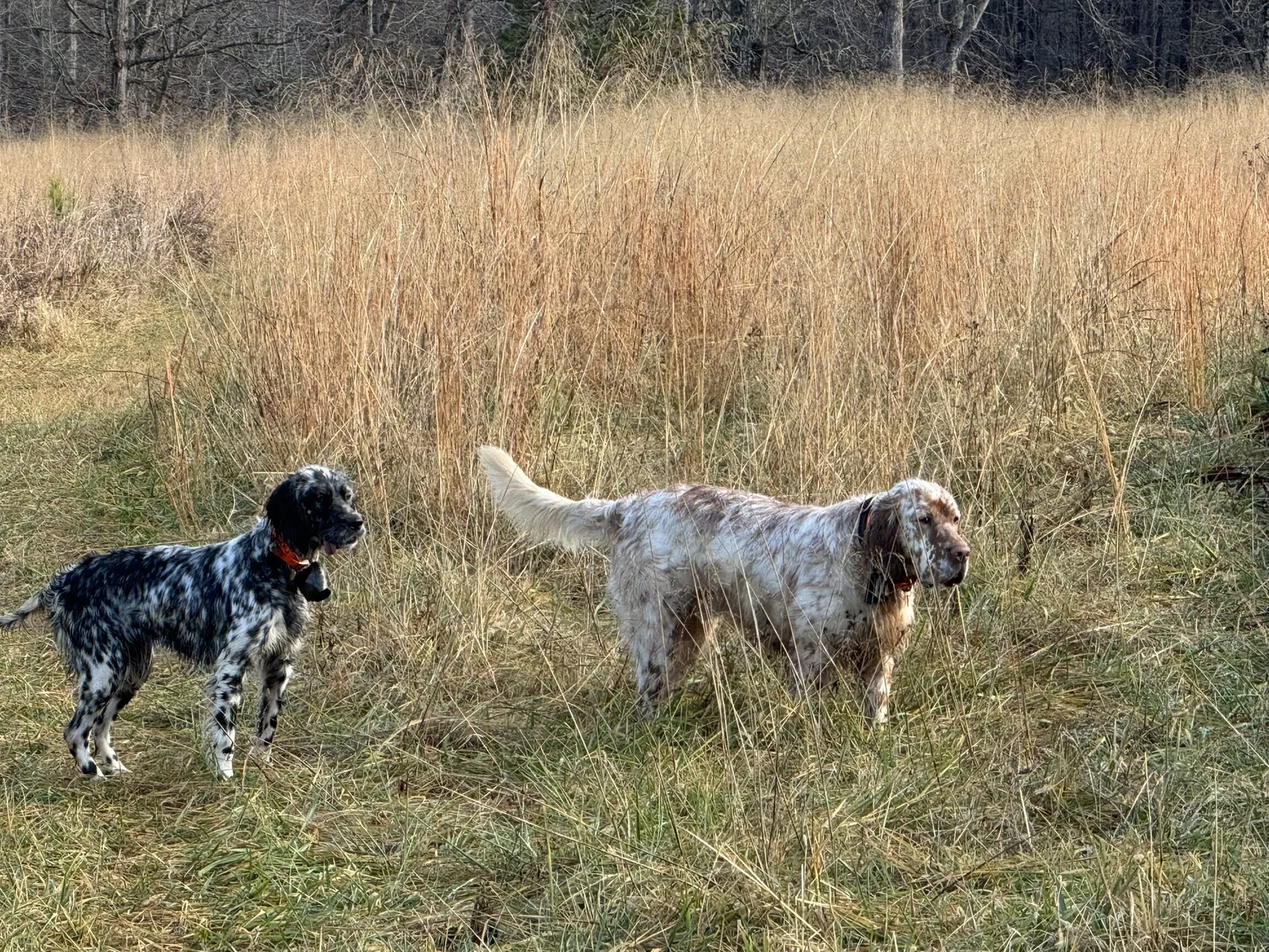 Bessie and Buster, the parents, together in the field