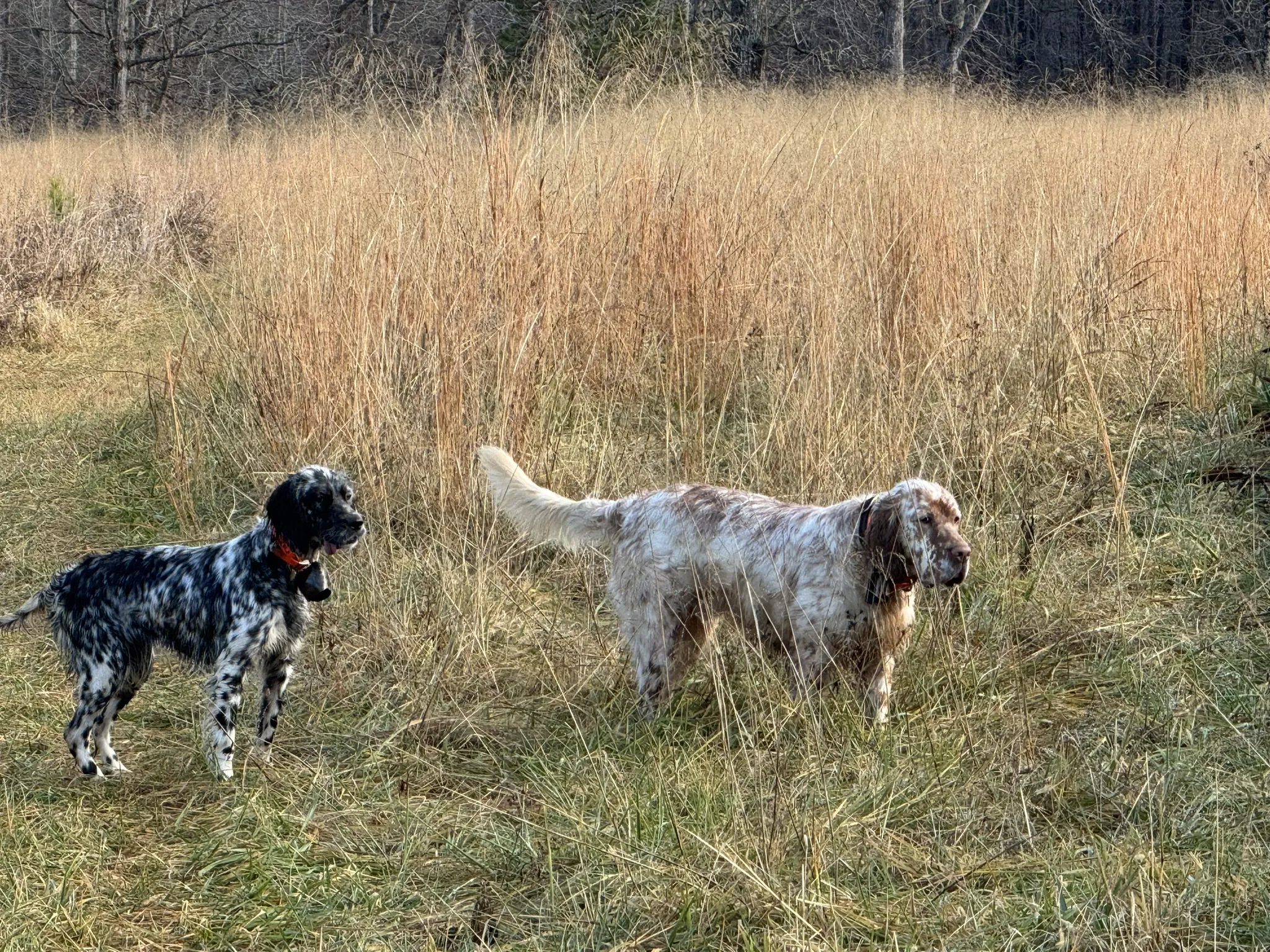 Two Blue Ridge setters together in the field