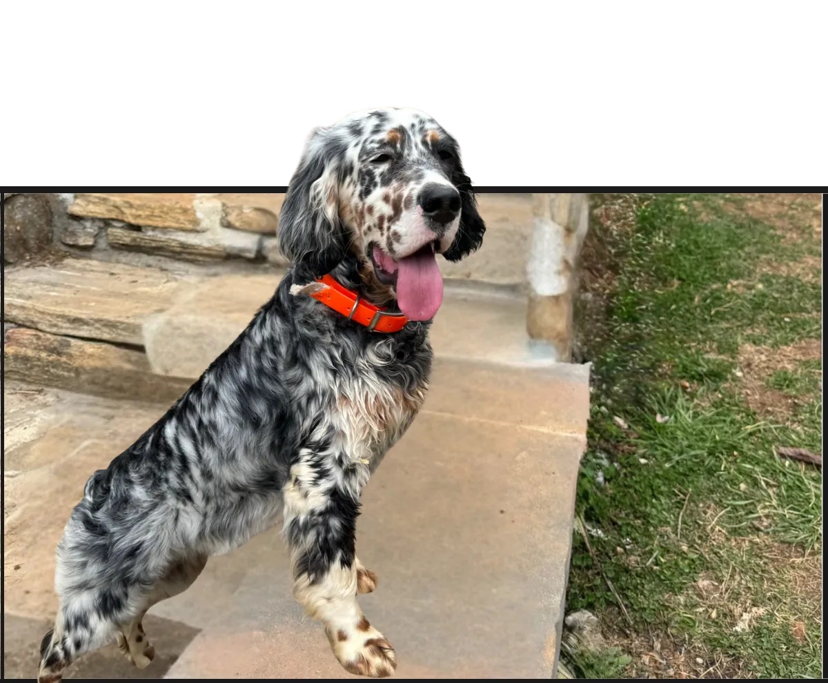 A blue belton setter sitting on the stone steps