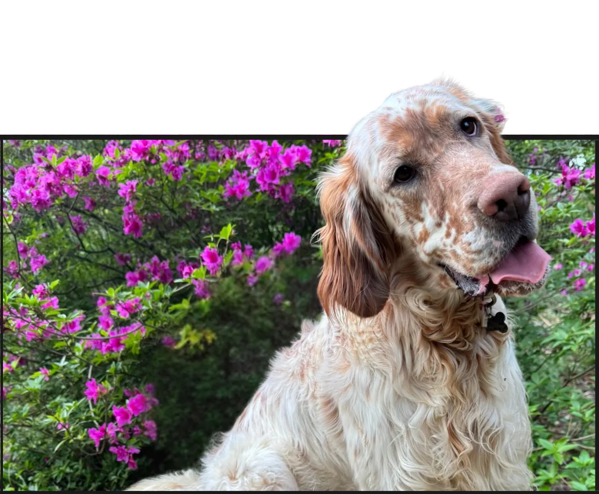 An orange belton setter beside the azaleas