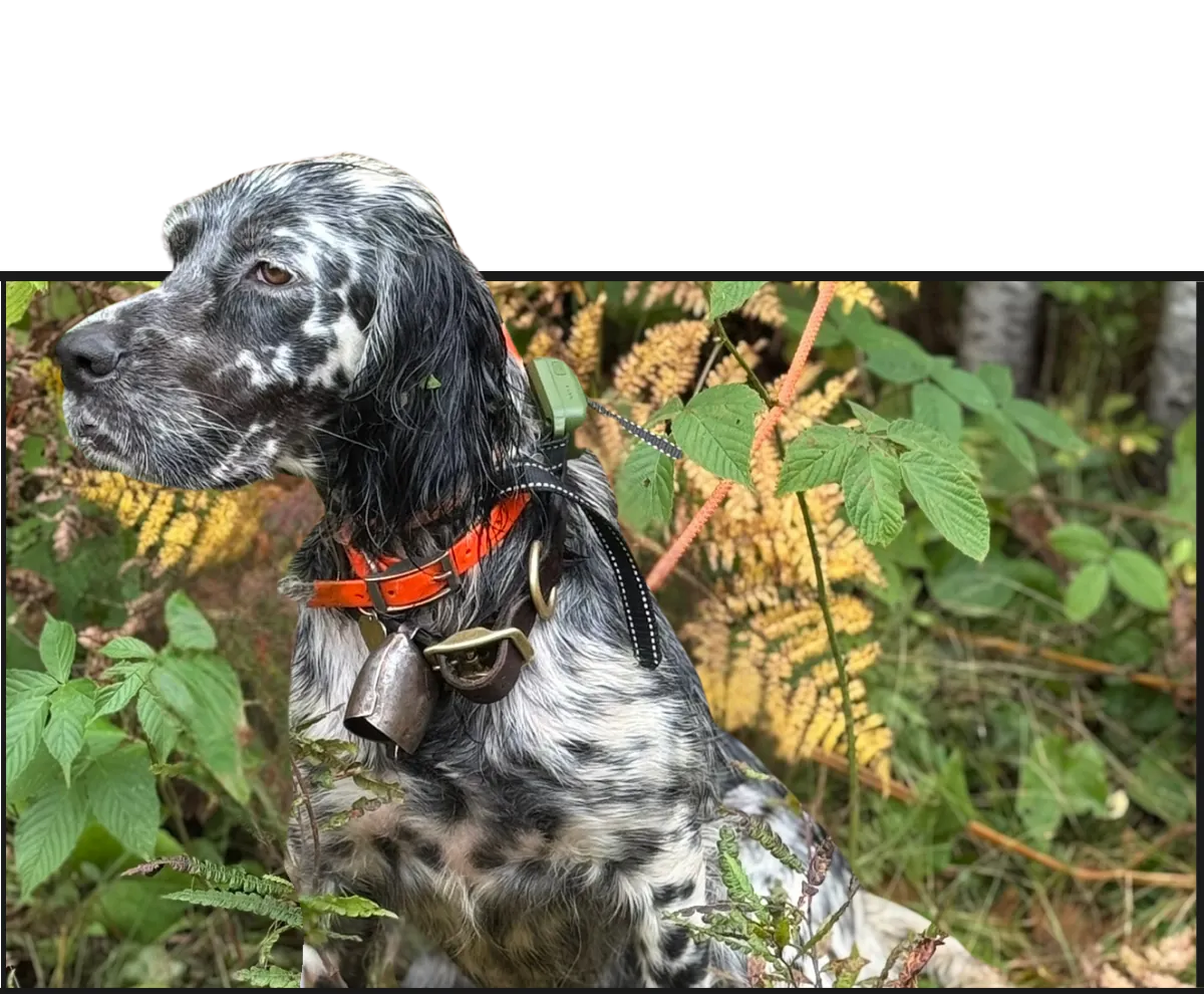 A setter in the ferns wearing a bell