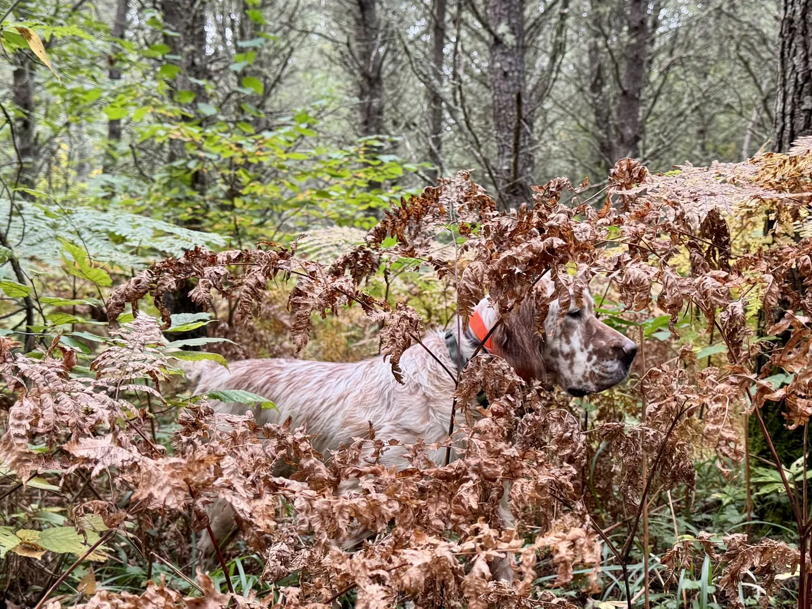 A setter working through the frosted ferns in the fall coverts