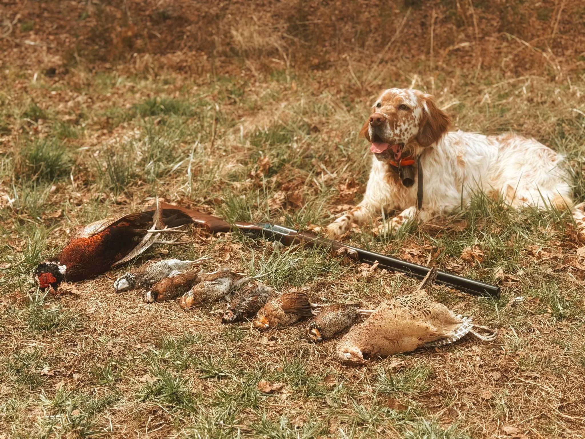 Buster resting in the field beside a morning's birds and a shotgun